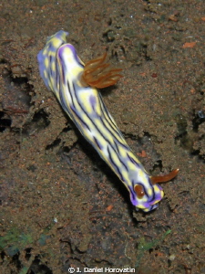 Hypseldoris nigrostriata nudibranch by J. Daniel Horovatin 
